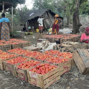 Caisses de tomate à Madagascar