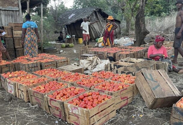 Caisses de tomate à Madagascar