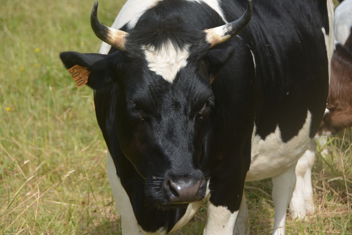 La race présente des cornes en croissant ou en lyre, avec a leur base du blanc quand les animaux vieillissent.