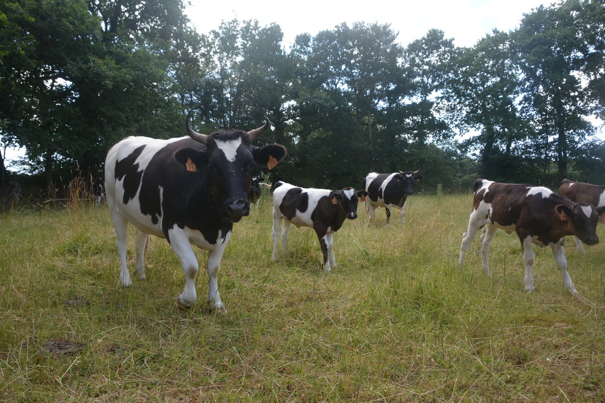 Le bocage est aussi une force
de la ferme.