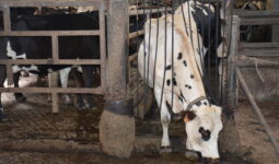 Une vache sort de la salle de traite