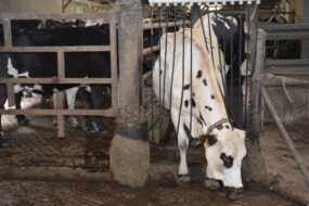 Une vache sort de la salle de traite