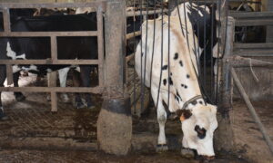 Une vache sort de la salle de traite
