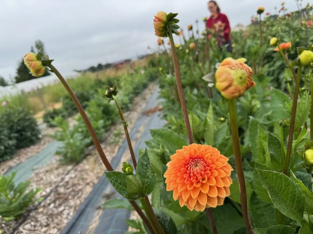 Les dahlias arrivent avec l'été.