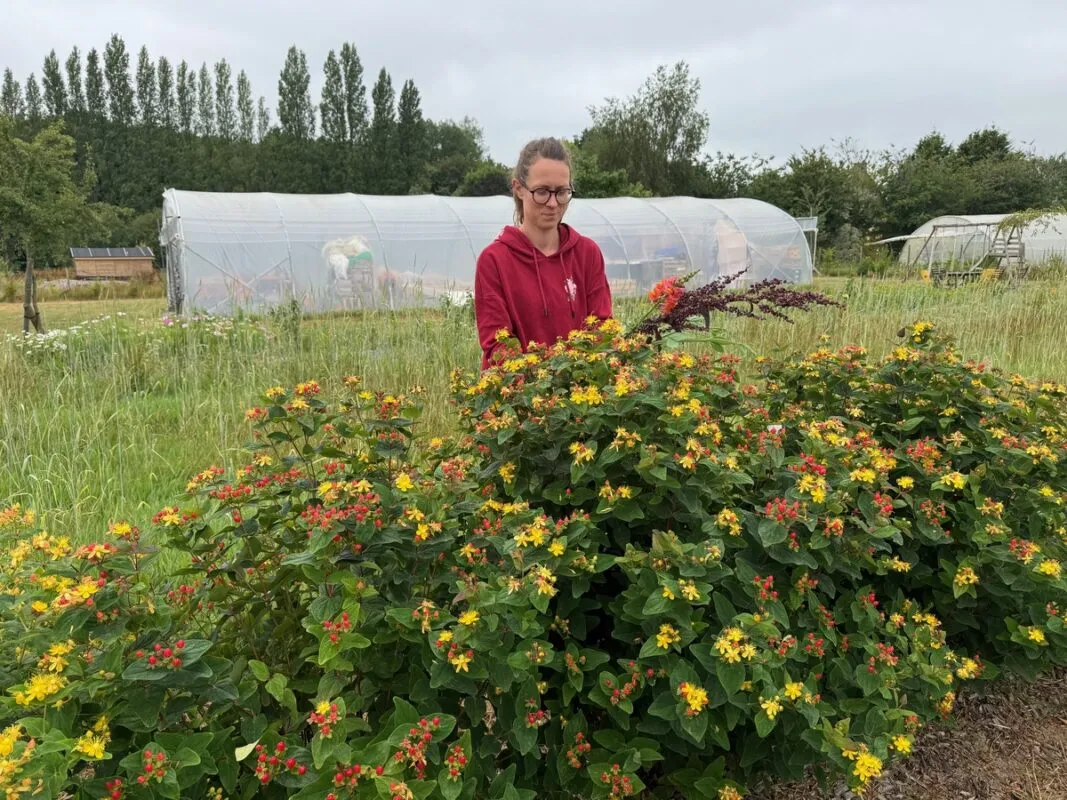 Le millepertuis apporte la couleur de ses fleurs et de ses baies dans les bouquets.