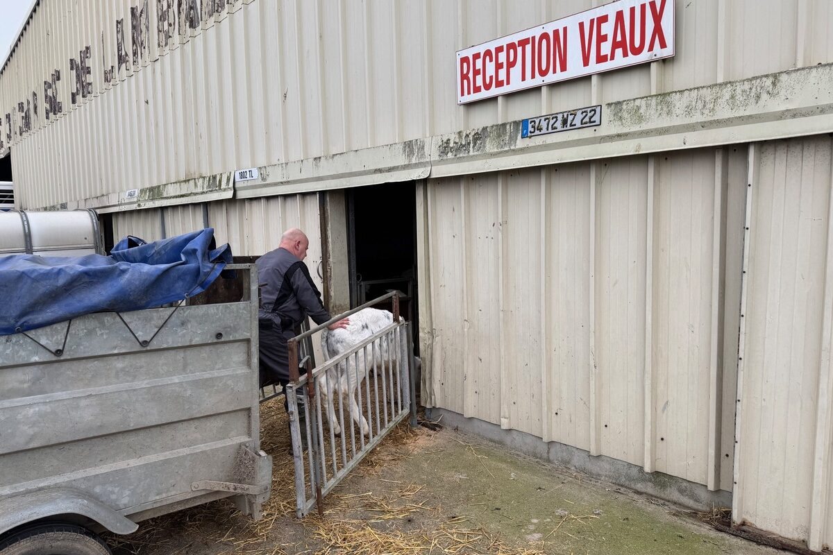 Un homme fait entrer un veau laitier dans un bâtiment.  - Illustration Prix des bovins : Un marché porteur  et plus d’apporteurs