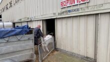 Un homme fait entrer un veau laitier dans un bâtiment.