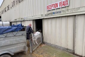 Un homme fait entrer un veau laitier dans un bâtiment.