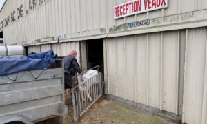 Un homme fait entrer un veau laitier dans un bâtiment.
