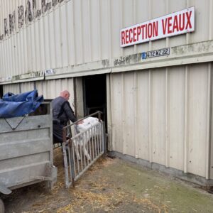 Un homme fait entrer un veau laitier dans un bâtiment.