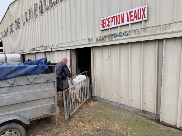 Un homme fait entrer un veau laitier dans un bâtiment.