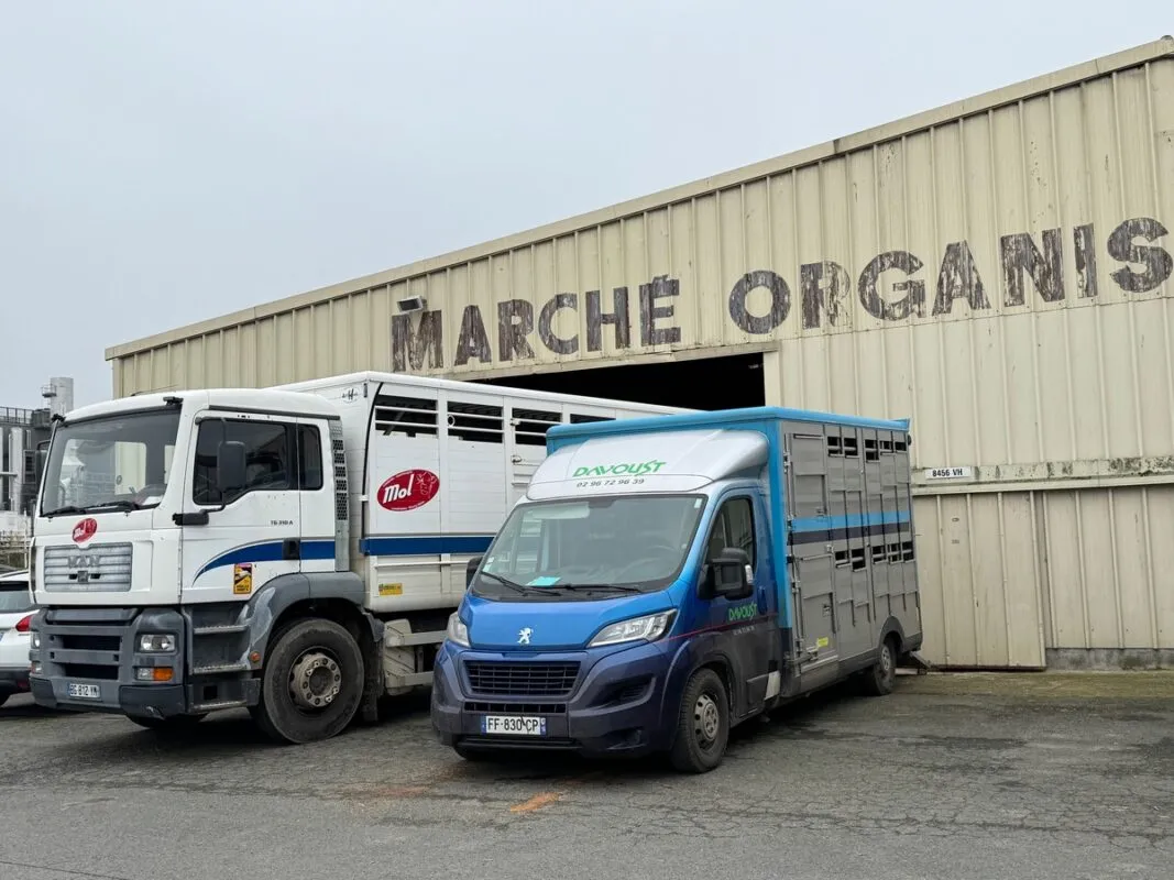 Les camions du Mol ramassent les animaux dans les fermes pour les amener au cadran où ils rerpartent dans les véhicules des négociants.
