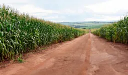 Une allée au milieu d'un champ de maïs