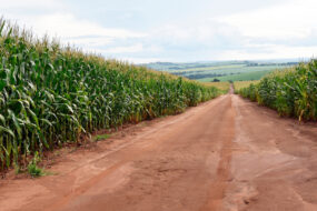 Une allée au milieu d'un champ de maïs