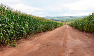Une allée au milieu d'un champ de maïs