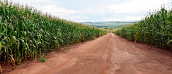 Une allée au milieu d'un champ de maïs