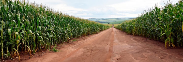Une allée au milieu d'un champ de maïs