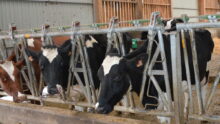 Des vaches prim'holstein au cornadis