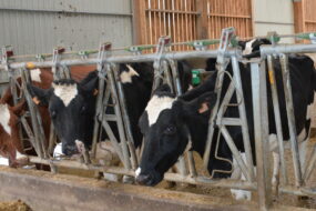 Des vaches prim'holstein au cornadis