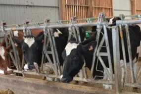 Des vaches prim'holstein au cornadis