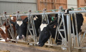 Des vaches prim'holstein au cornadis