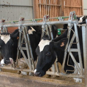 Des vaches prim'holstein au cornadis
