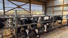 Des génisses de race Holstein dans un bâtiment