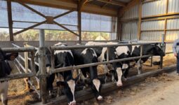Des génisses de race Holstein dans un bâtiment