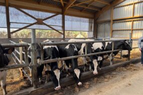 Des génisses de race Holstein dans un bâtiment