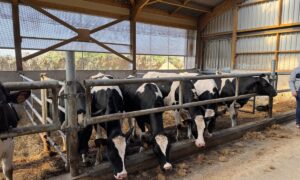 Des génisses de race Holstein dans un bâtiment