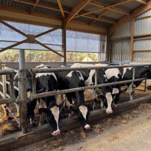 Des génisses de race Holstein dans un bâtiment