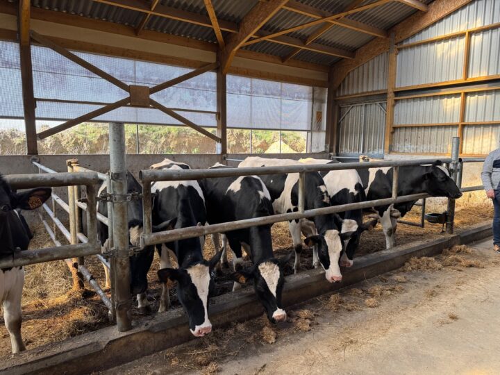 Des génisses de race Holstein dans un bâtiment