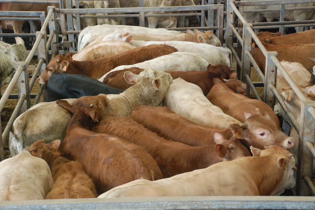 Broutards sur un marché aux enchères - Illustration Rupture d’équilibre sur fond d’alerte sanitaire