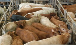 Broutards sur un marché aux enchères