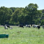 vaches au pâturage
