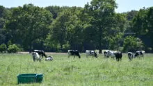 vaches au pâturage