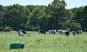 vaches au pâturage