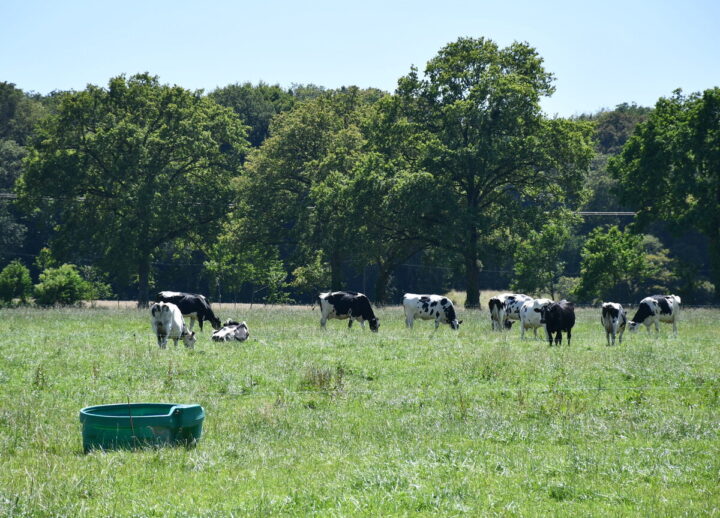 vaches au pâturage