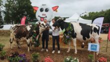 Une vache de race Normande et une vache de race Holstein et leurs présentateurs sur le podium du concours d'un comice agricole