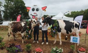 Une vache de race Normande et une vache de race Holstein et leurs présentateurs sur le podium du concours d'un comice agricole