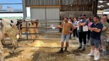 Un éleveur présente des vaches Holstein au cornadis à une assemblée de visiteurs dans un bâtiment d'élevage.