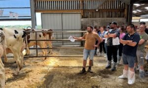 Un éleveur présente des vaches Holstein au cornadis à une assemblée de visiteurs dans un bâtiment d'élevage.