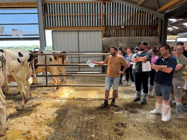 Un éleveur présente des vaches Holstein au cornadis à une assemblée de visiteurs dans un bâtiment d'élevage.