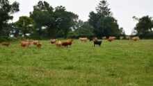 vaches dans une prairie