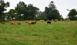 vaches dans une prairie