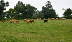vaches dans une prairie