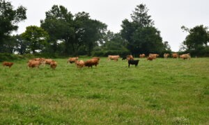 vaches dans une prairie