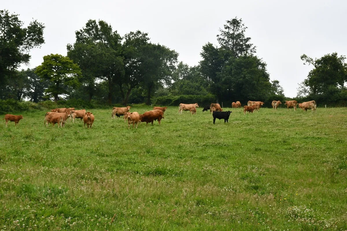 vaches dans une prairie - Illustration Baisse du cheptel bovin bio  en France et Bretagne