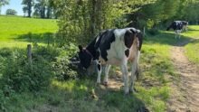 Une génisse Holstein en train de boire dans un bac à eau placé sur le chemin du pâturage