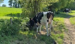 Une génisse Holstein en train de boire dans un bac à eau placé sur le chemin du pâturage